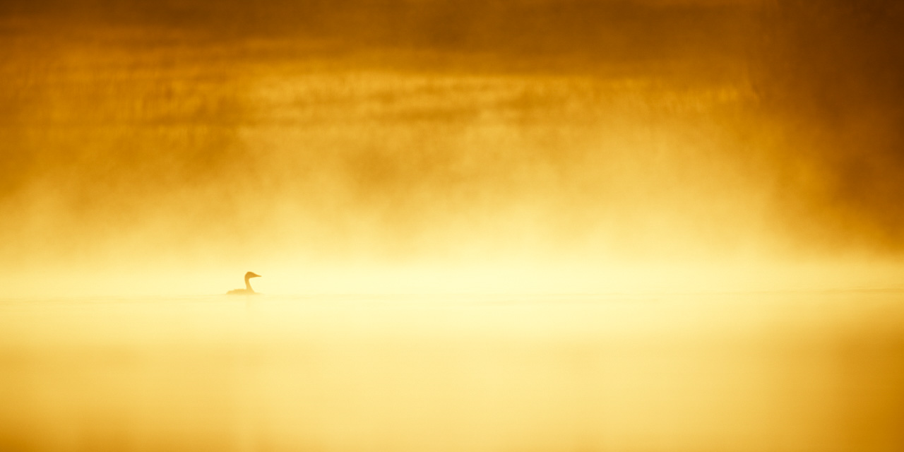 Ce grèbe huppé photographié dans la brume matinale en Dombes est selon mes critères une bonne photo.