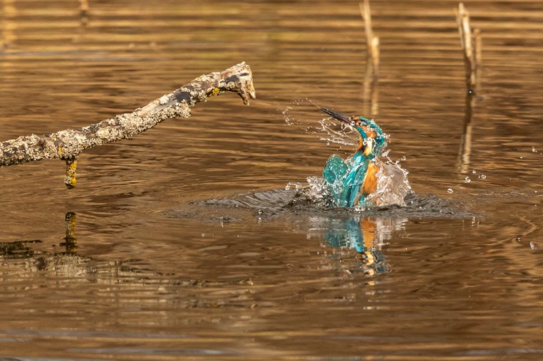 Une histoire photographique de printemps avec un couple de martin pêcheurs par Christiane Margand.