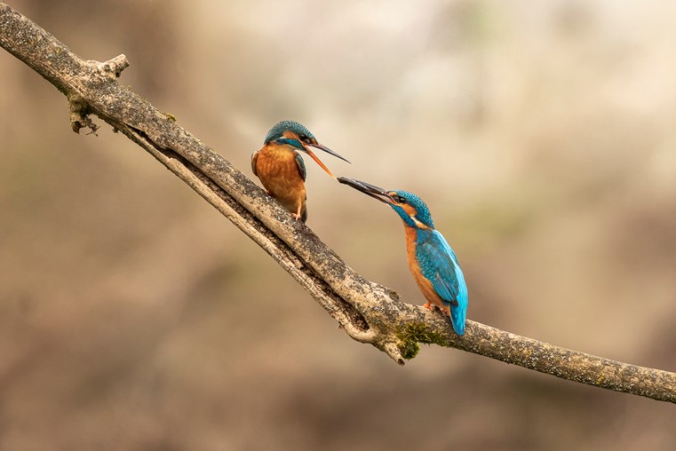 Une histoire photographique de printemps avec un couple de martin pêcheurs par Christiane Margand.