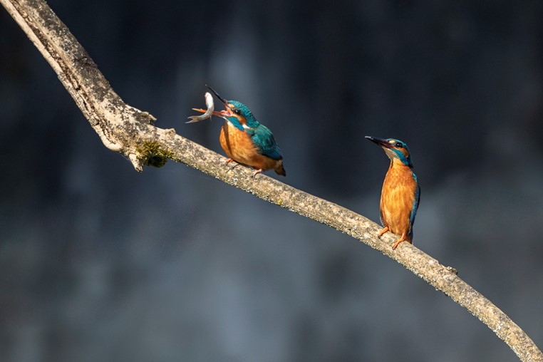 Une histoire photographique de printemps avec un couple de martin pêcheurs par Christiane Margand.