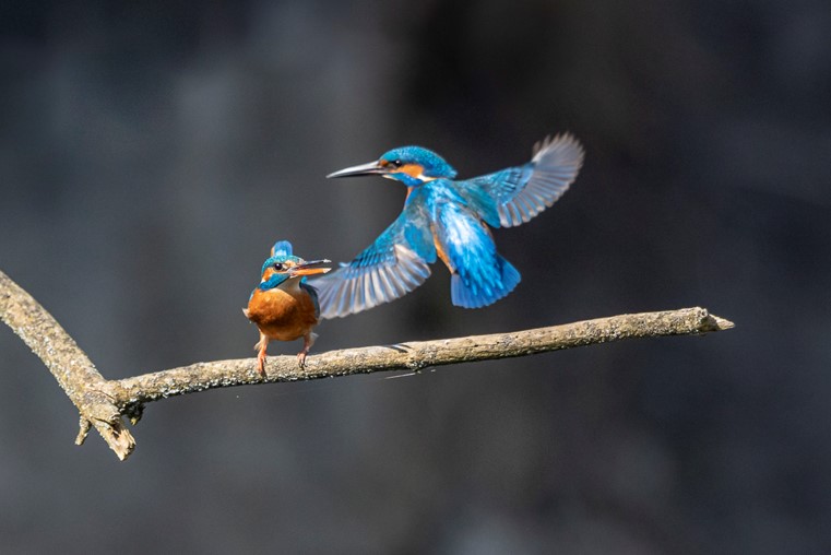 Une histoire photographique de printemps avec un couple de martin pêcheurs par Christiane Margand.