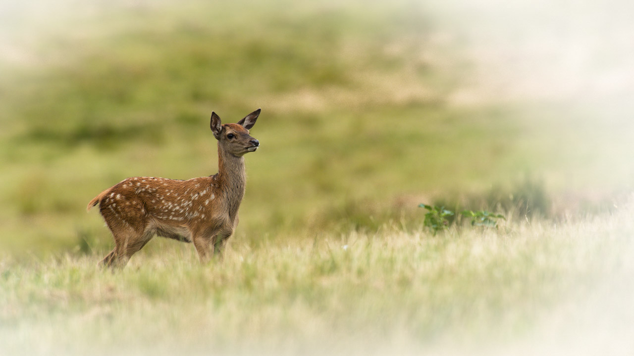 Un faon seul dans une prairie. Sa mère, la biche n'est pas loin.