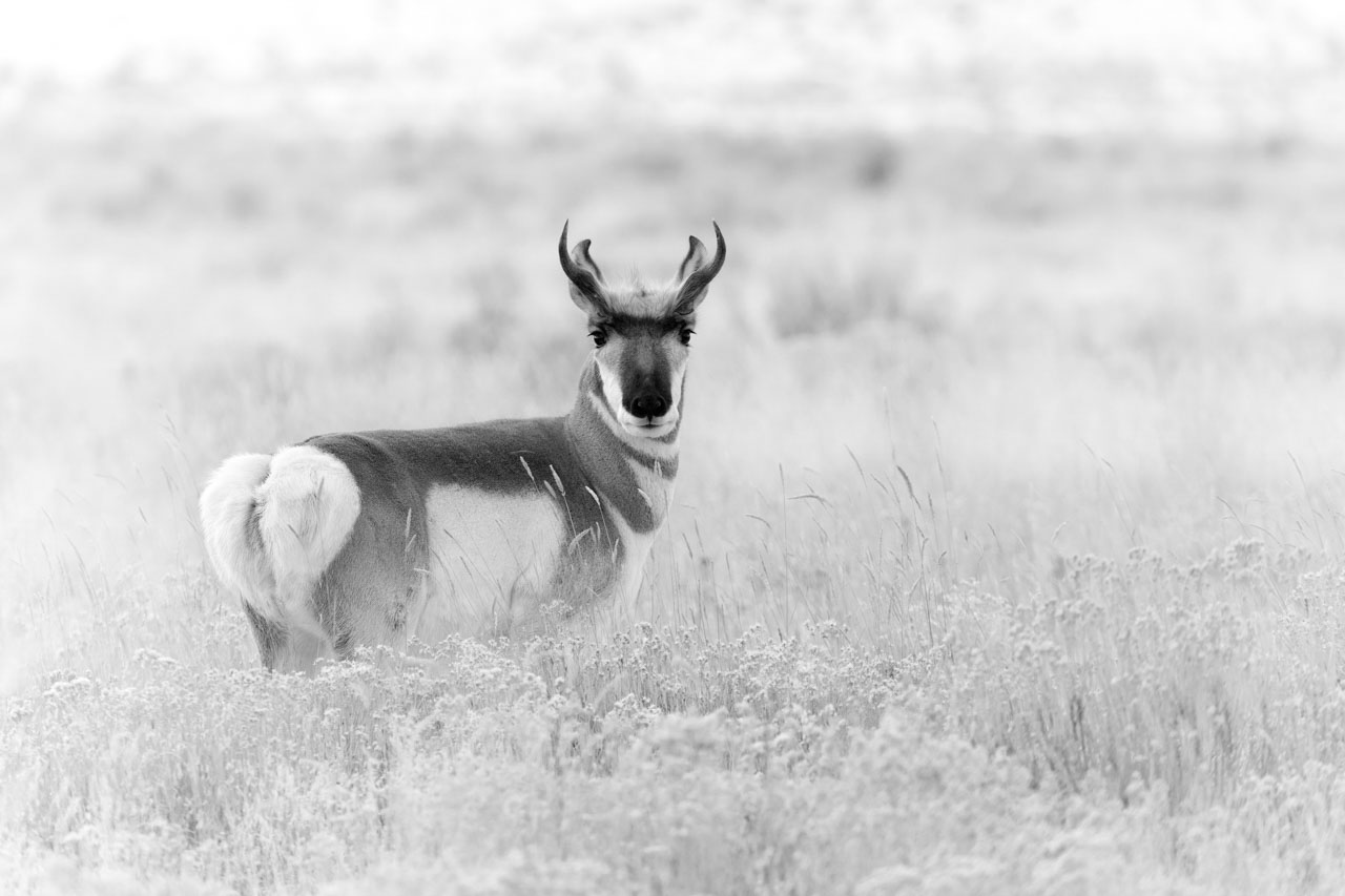 Antilope d'Amérique