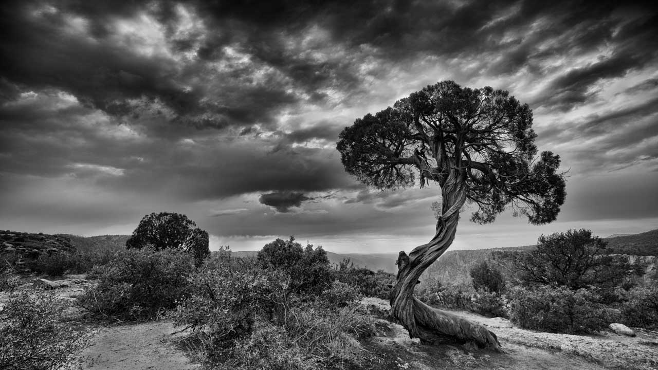 Arbre dans le Black Canyon en noir et blanc