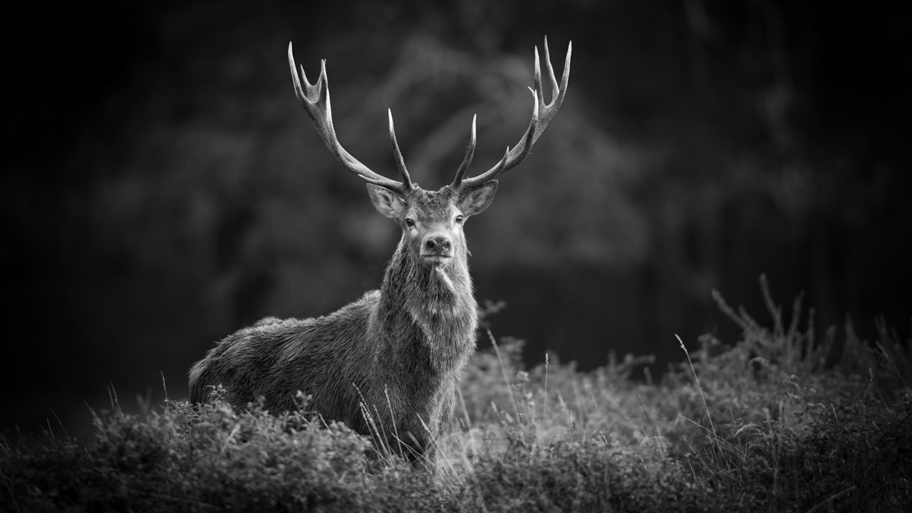 Cerf pendant le brame du cerf en noir et blanc