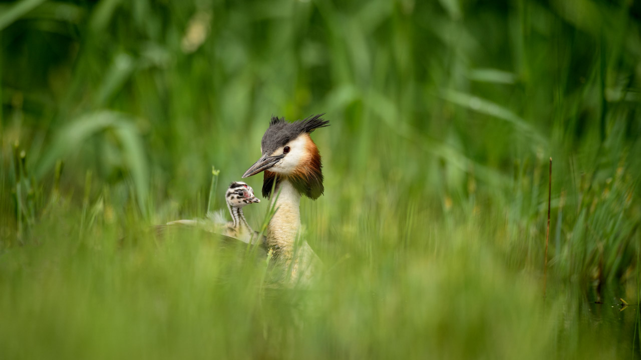 Grèbe huppé et son poussin en Dombes