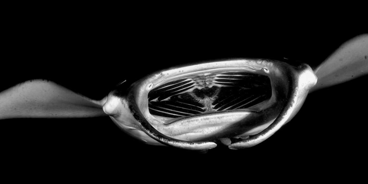 Raie manta en noir et blanc aux Maldives