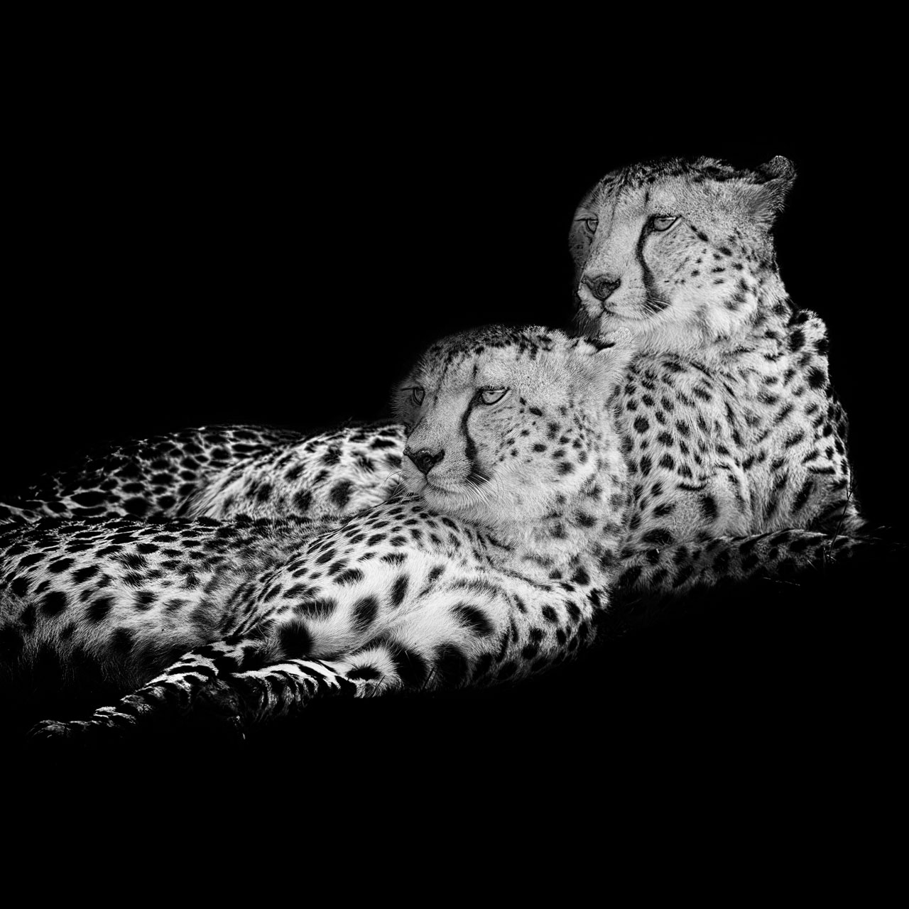 The photographic and artistic signature of Amar Guillen. Two cheetahs in black and white.