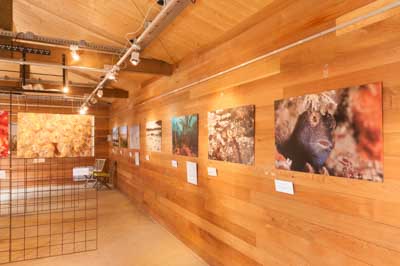 Exposition Dessus Dessous : Le littoral Charentais. Photographies par Amar Guillen.