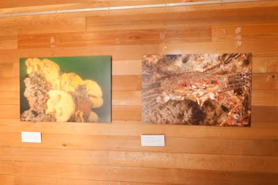 Exposition Dessus Dessous : Le littoral Charentais. Photographies par Amar Guillen.