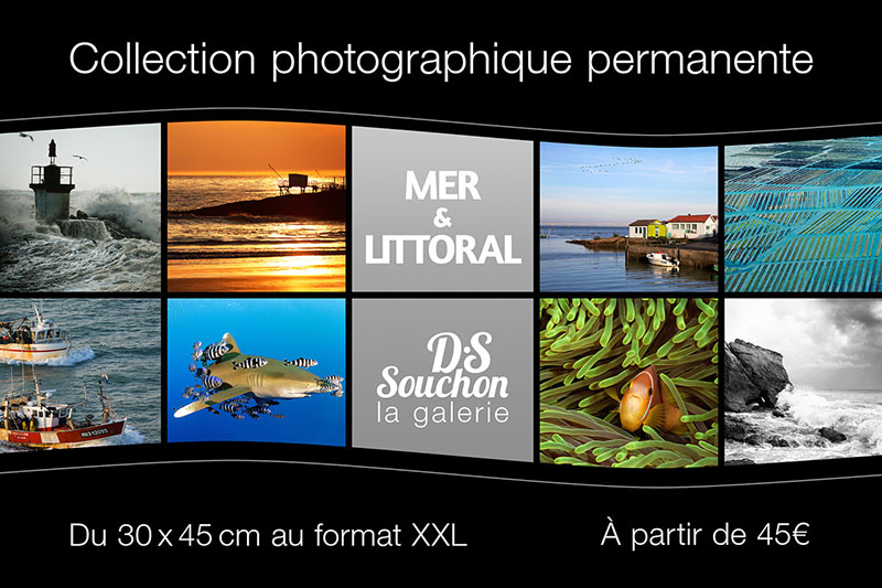 Exposition de photos sous-marines d'Amar et Isabelle Guillen à la Galerie D.S Souchon à Royan, Charente-Maritime.