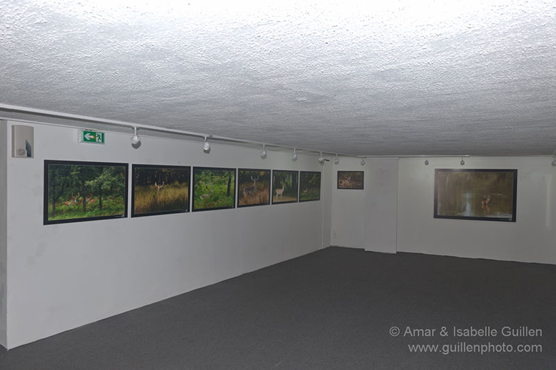 Exposition de photos animalières à Royan : les seigneurs des bois