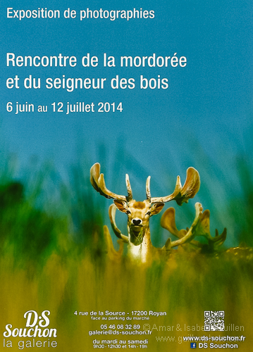 Exposition 'Les seigneurs des bois de Charente-Maritime'.