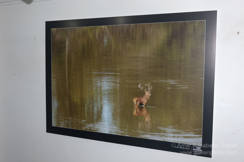 Exposition 'Les seigneurs des bois de Charente-Maritime'.