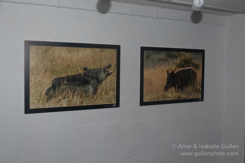 Exposition 'Les seigneurs des bois de Charente-Maritime'.