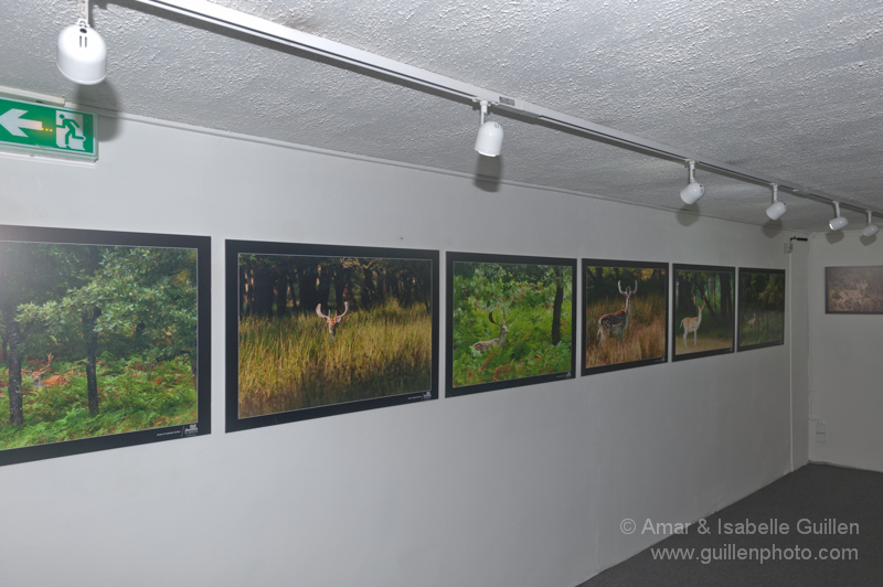 Exposition 'Les seigneurs des bois de Charente-Maritime'.