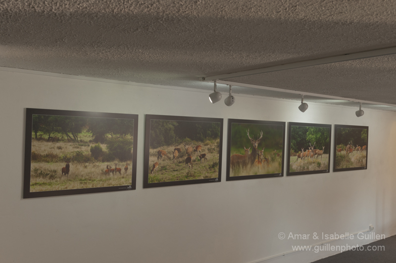 Exposition 'Les seigneurs des bois de Charente-Maritime'.