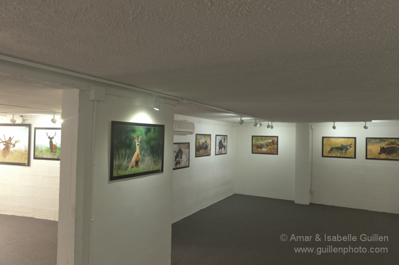 Exposition 'Les seigneurs des bois de Charente-Maritime'.