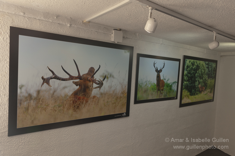 Exposition 'Les seigneurs des bois de Charente-Maritime'.