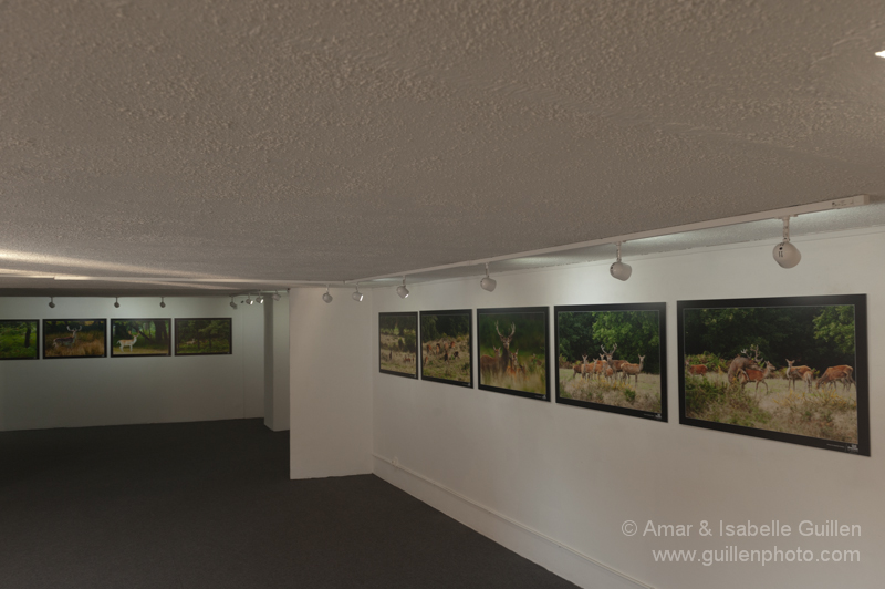Exposition 'Les seigneurs des bois de Charente-Maritime'.