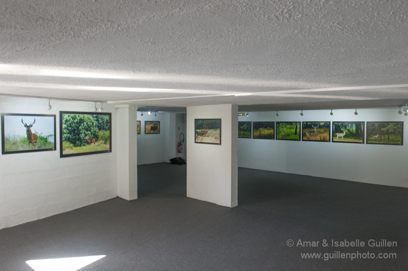 Exposition 'Les seigneurs des bois de Charente-Maritime'.