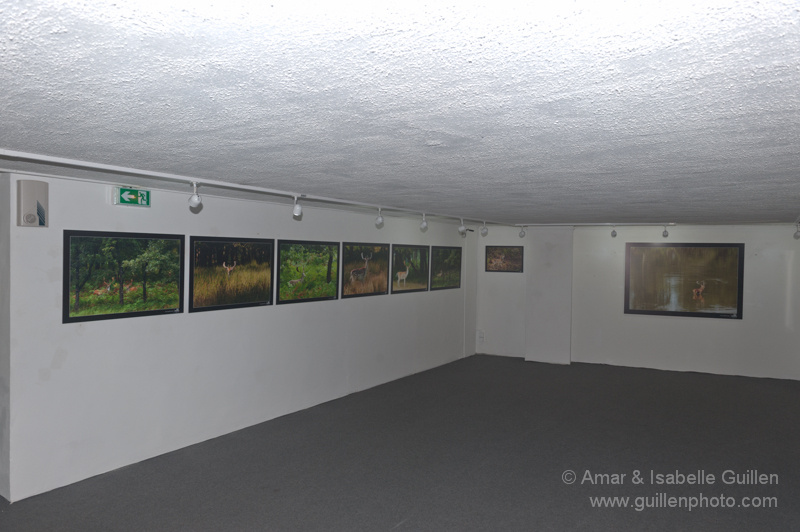 Exposition 'Les seigneurs des bois de Charente-Maritime'.