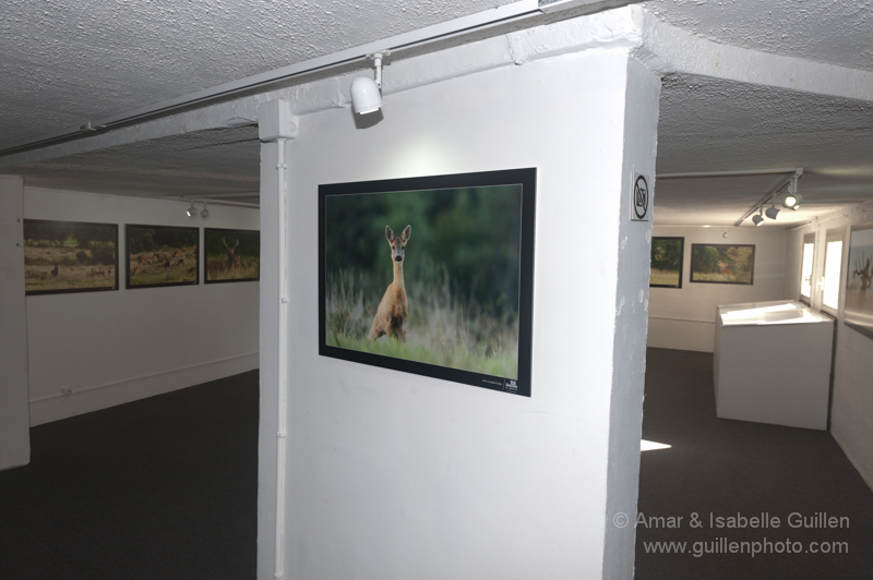 Exposition 'Les seigneurs des bois de Charente-Maritime'.