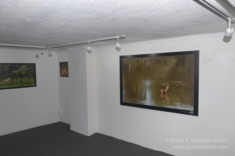 Exposition 'Les seigneurs des bois de Charente-Maritime'.