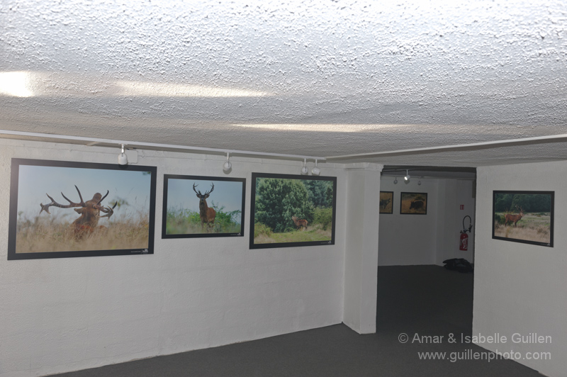Exposition 'Les seigneurs des bois de Charente-Maritime'.