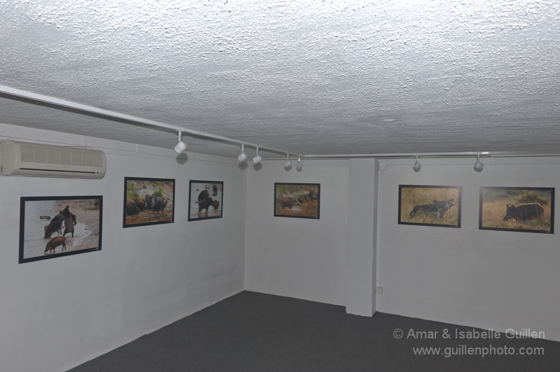 Exposition 'Les seigneurs des bois de Charente-Maritime'.