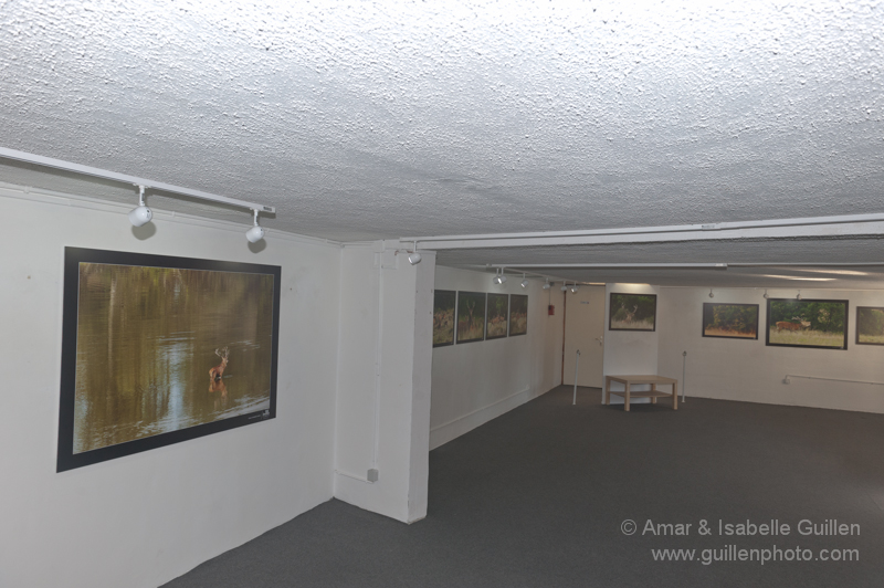 Exposition 'Les seigneurs des bois de Charente-Maritime'.
