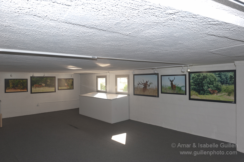 Exposition 'Les seigneurs des bois de Charente-Maritime'.