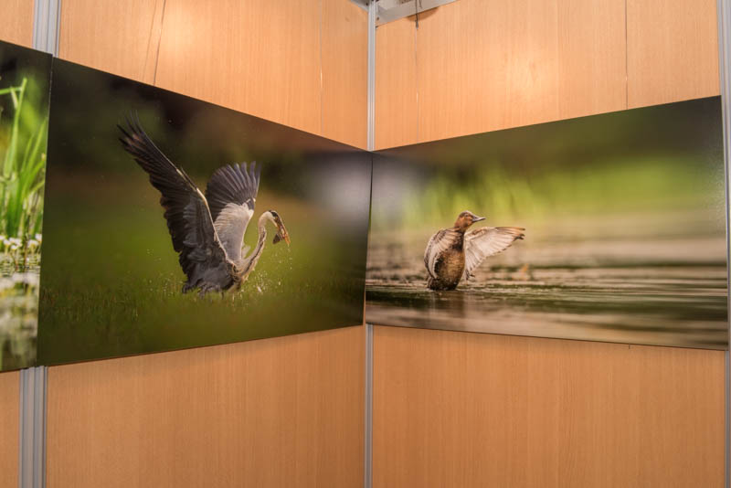 The exhibition 'Atmospheres on the ponds of the Dombes' was installed during the international nature festival of Montier en Der in November 2017.