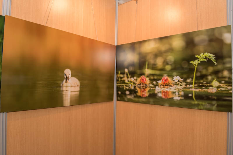 The exhibition 'Atmospheres on the ponds of the Dombes' was installed during the international nature festival of Montier en Der in November 2017.