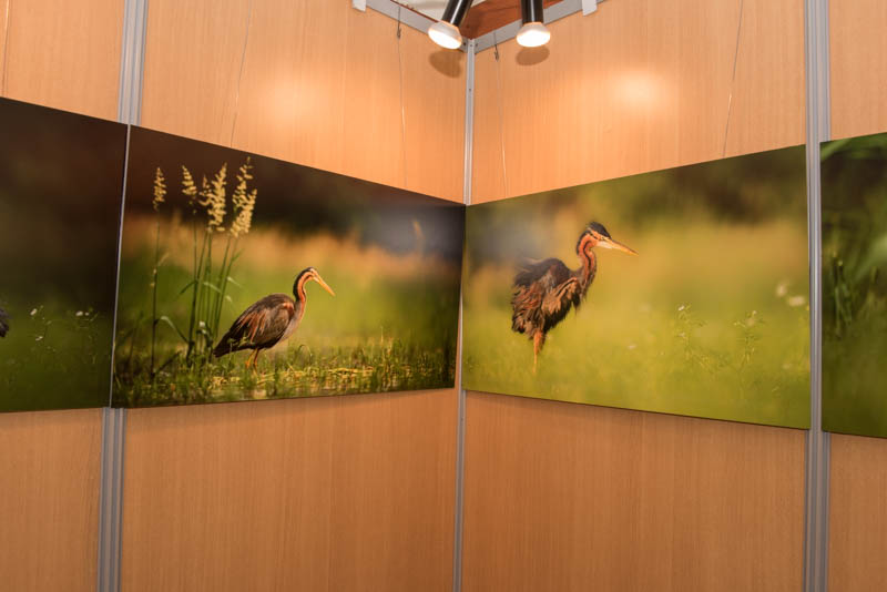 The exhibition 'Atmospheres on the ponds of the Dombes' was installed during the international nature festival of Montier en Der in November 2017.