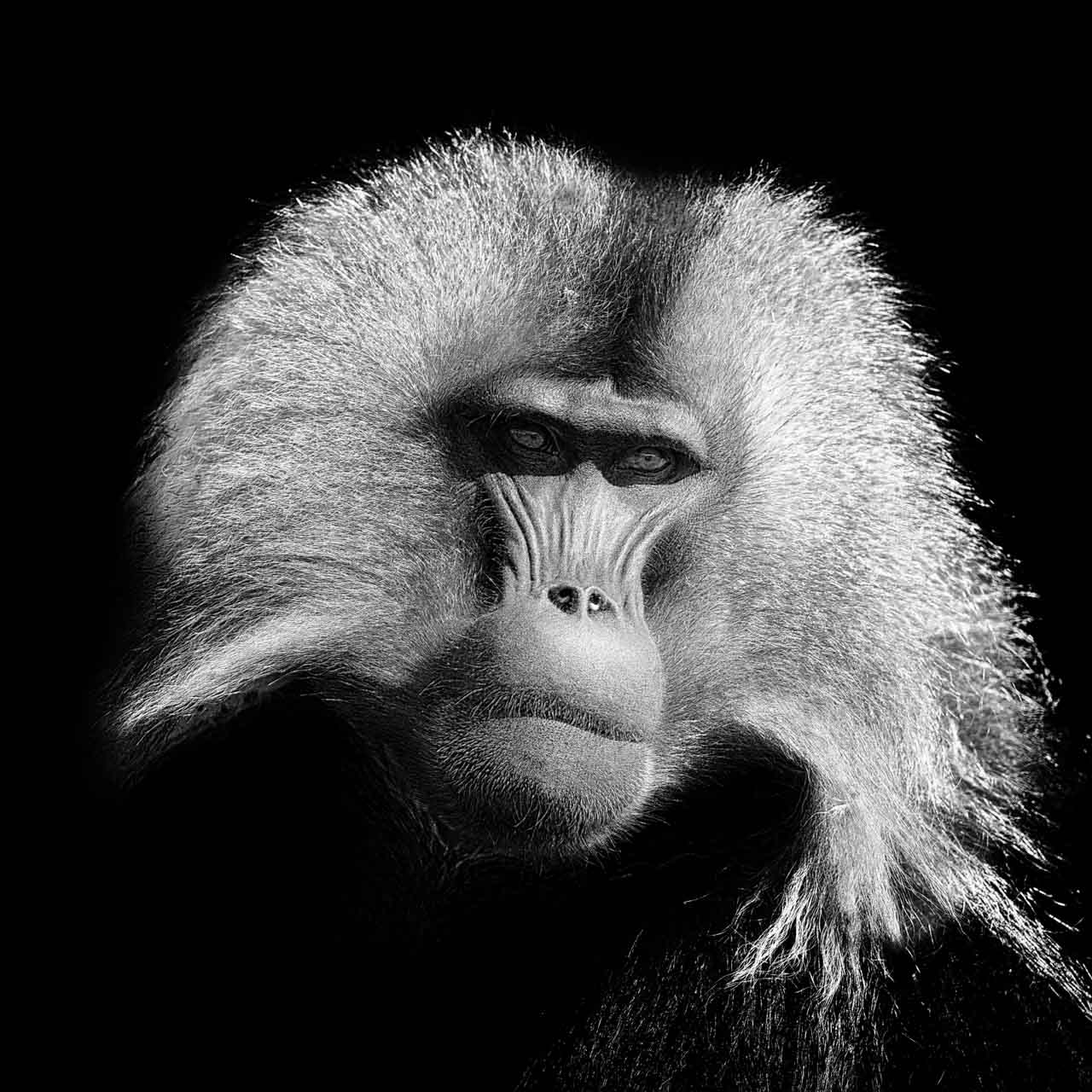Gelada male in Ethiopia. Photograph in the style black to black by Amar Guillen, photographer artist.