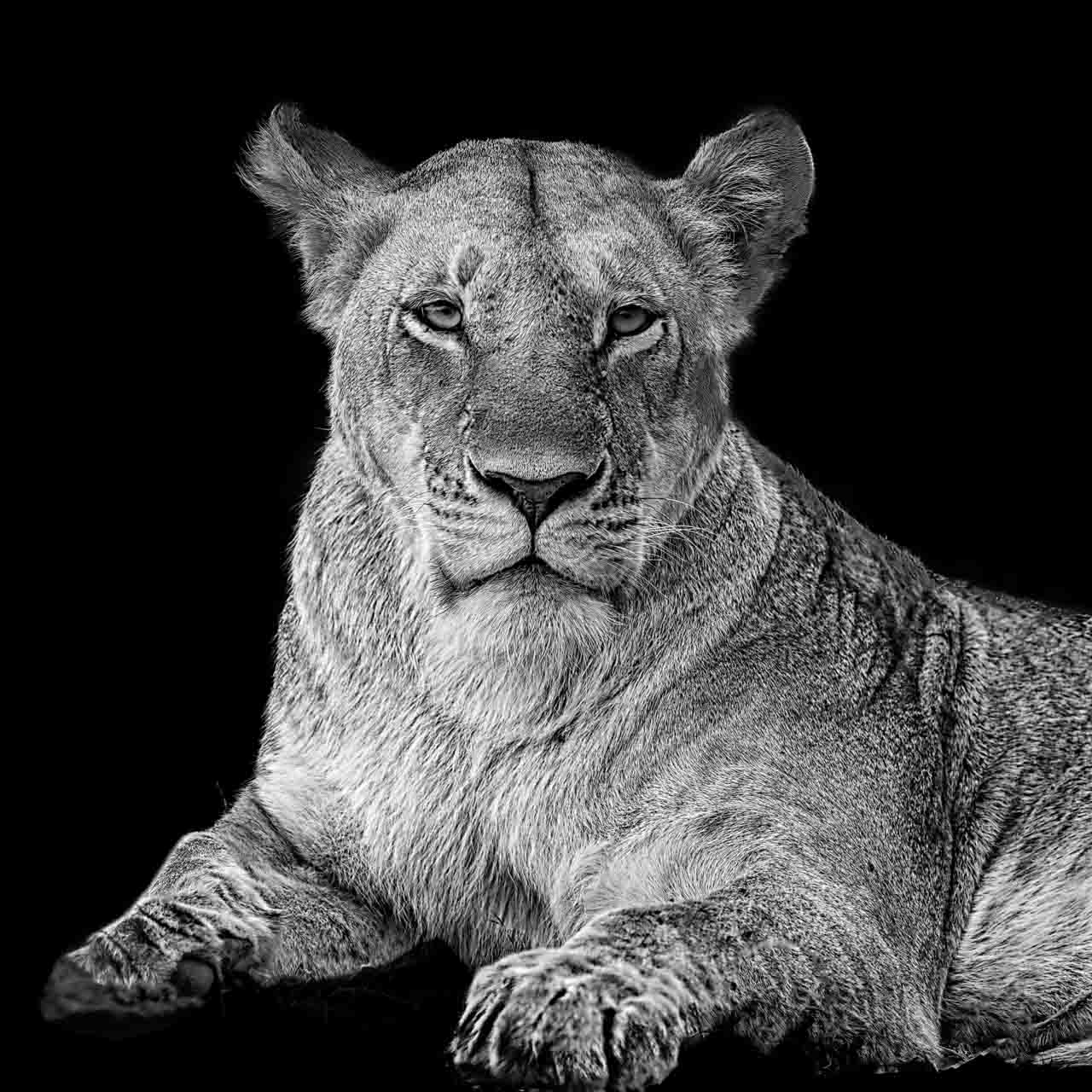 Lioness in Kenya. Photograph in the style black to black by Amar Guillen, photographer artist.