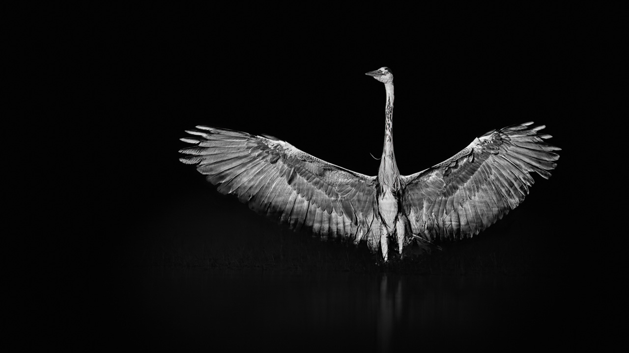 Héron cendré sur un étang de la Dombes en France dans le style photo back to black. Photographie par Amar Guillen, artiste photographe.
