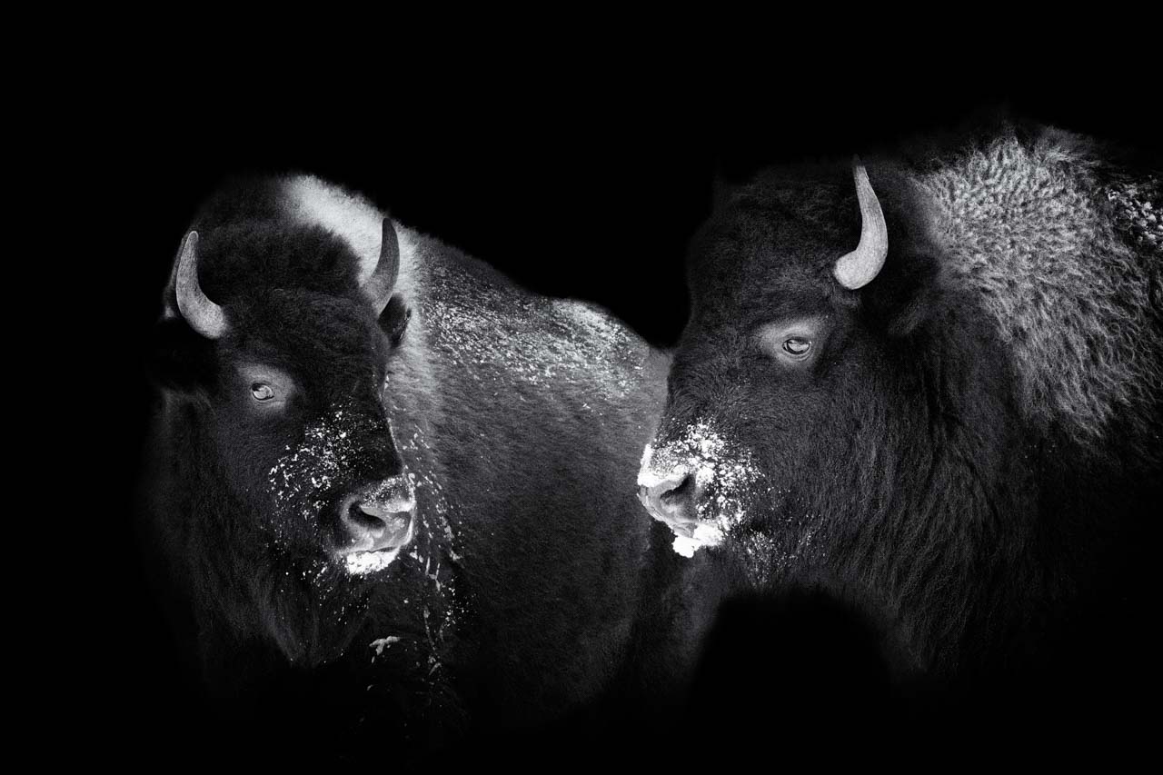 Bisons in the Yellowstone in United States. Photograph in black and white in the style black to black by Amar Guillen, photographer artist.