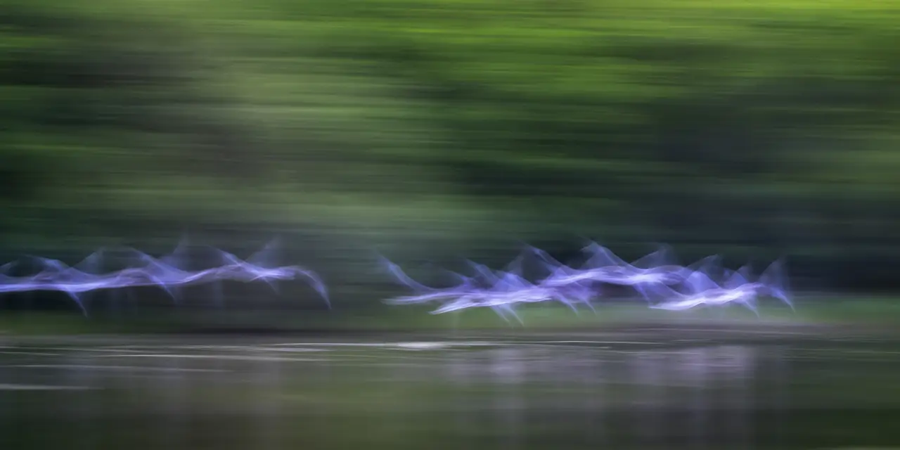 Vol d'oiseaux au dessus d'un étang de la dombes. Photographie d'art dans le style Impression par Amar Guillen, artiste photographe.