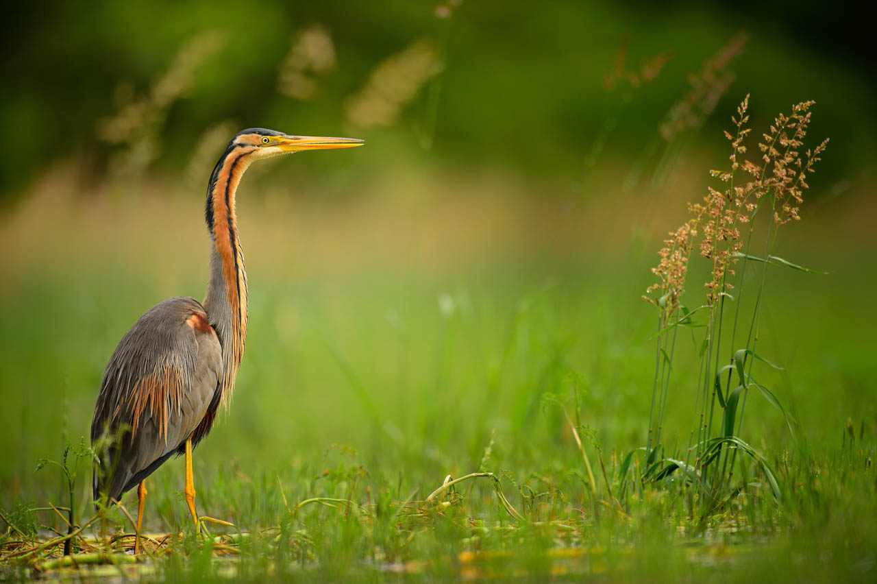 Héron pourpré dans la Dombes en France. Photographie par Amar Guillen, artiste photographe.