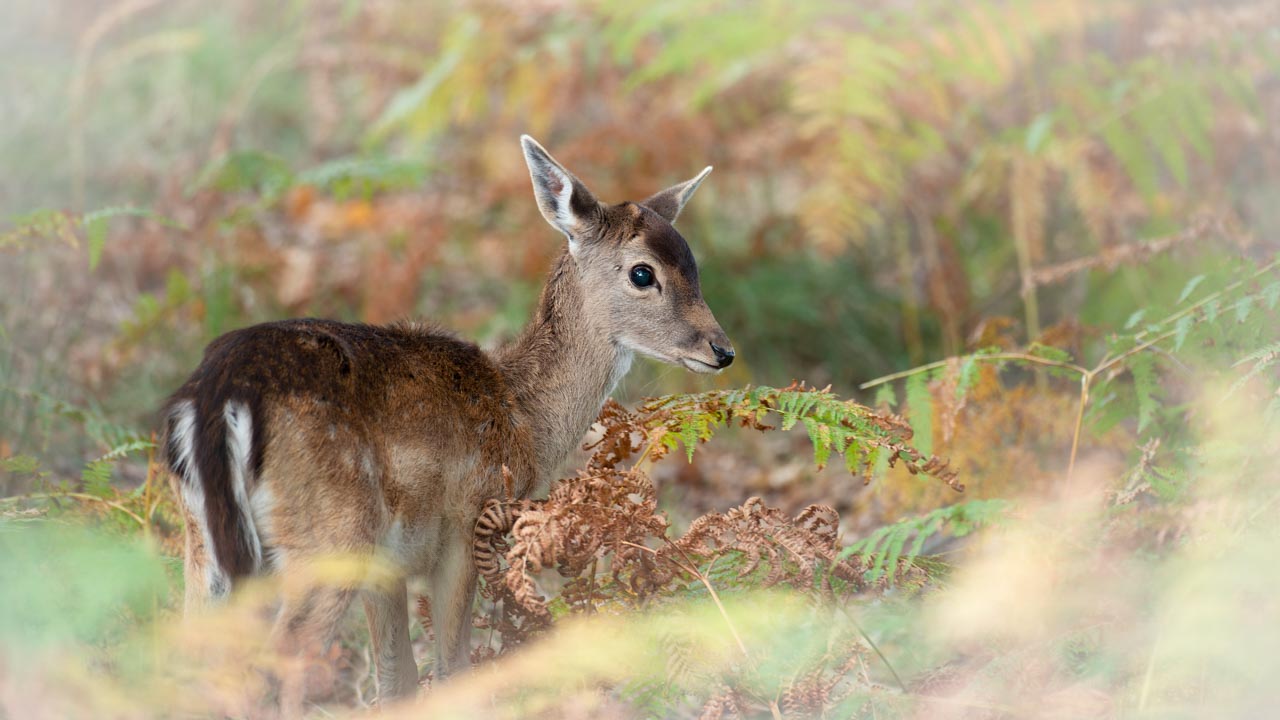 Look of a fallow deer fawn in color. Photograph by Amar Guillen, photographer artist.