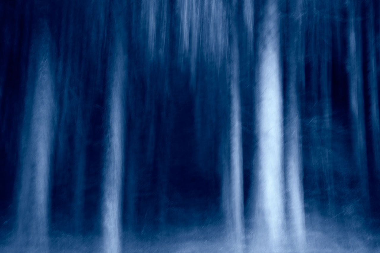 Trees photographed artistically evoking the dance of the trees. Fine art Photograph in color by Amar Guillen, photographer artist.