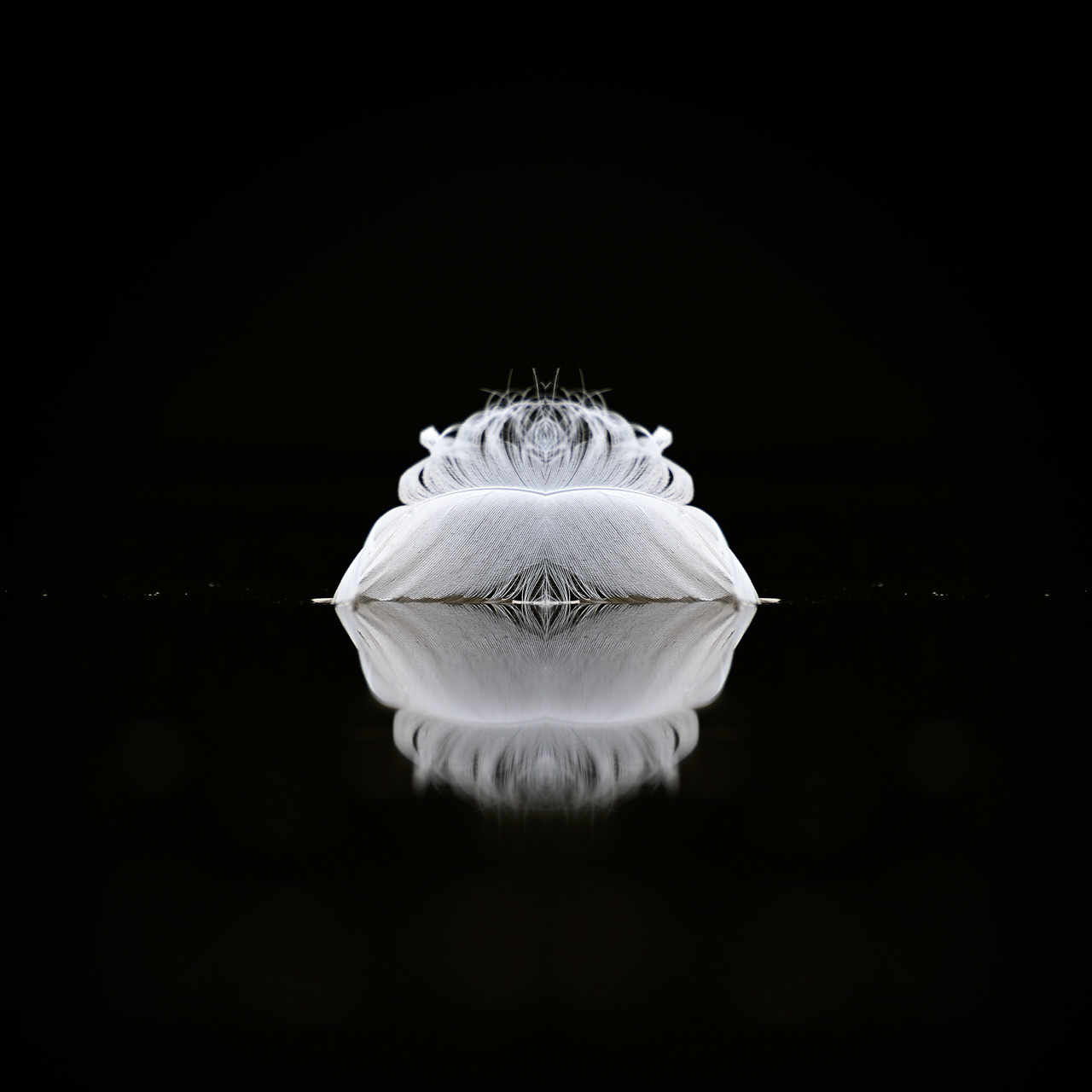 Une plume flottant à la surface de l'eau. Photographie par Amar Guillen, artiste photographe.