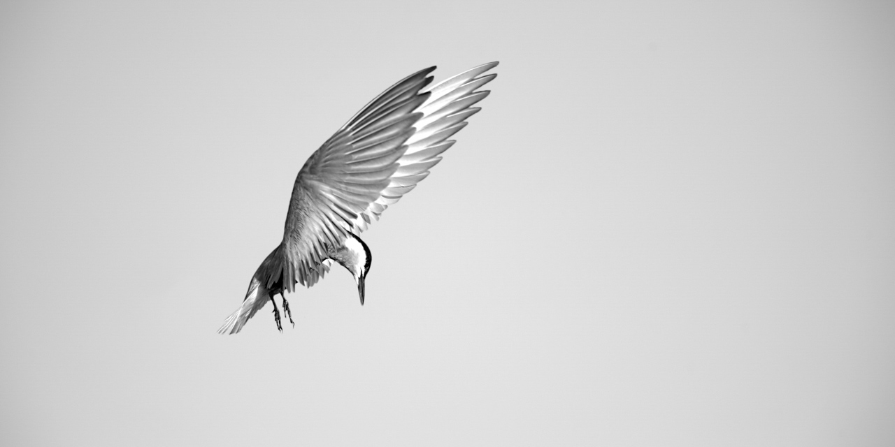 Une guifette moustac volant au dessus du Delta du Danube en Roumanie. Photographie par Amar Guillen, artiste photographe.