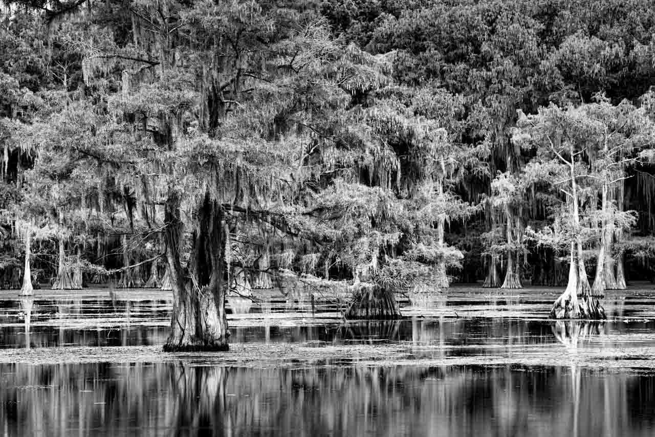 Paysage de Caddo Lake au Texas aux Etats-Unis. Photographie par Amar Guillen, artiste photographe.