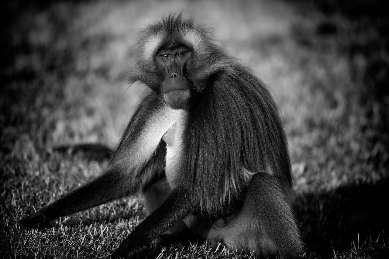 Gelada sur les hauts plateaux du Simien en Ethiopie. Photographie par Amar Guillen, artiste photographe.
