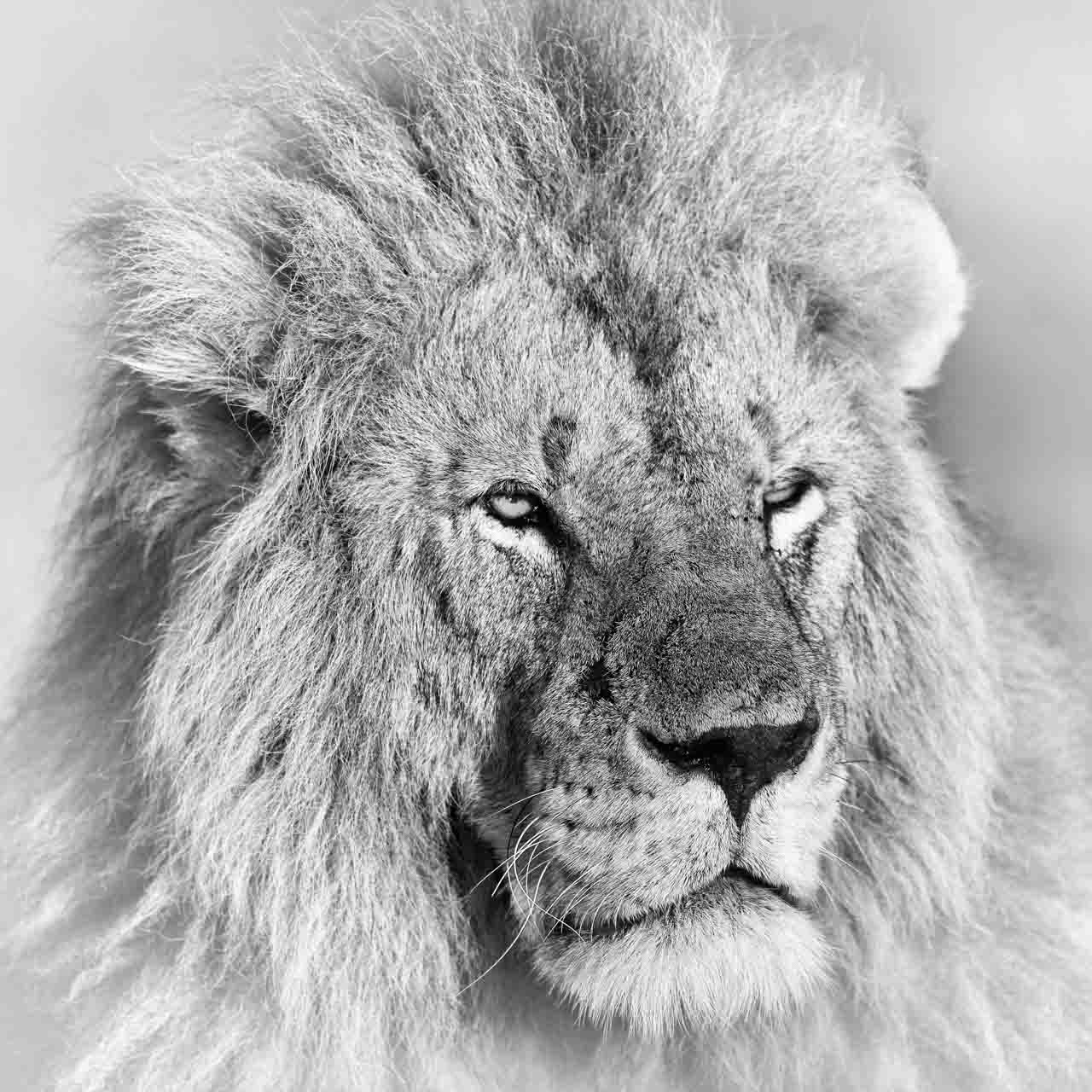 Lion en noir et blanc dans le Masaï Mara au Kenya. Photographie par Amar Guillen, artiste photographe.