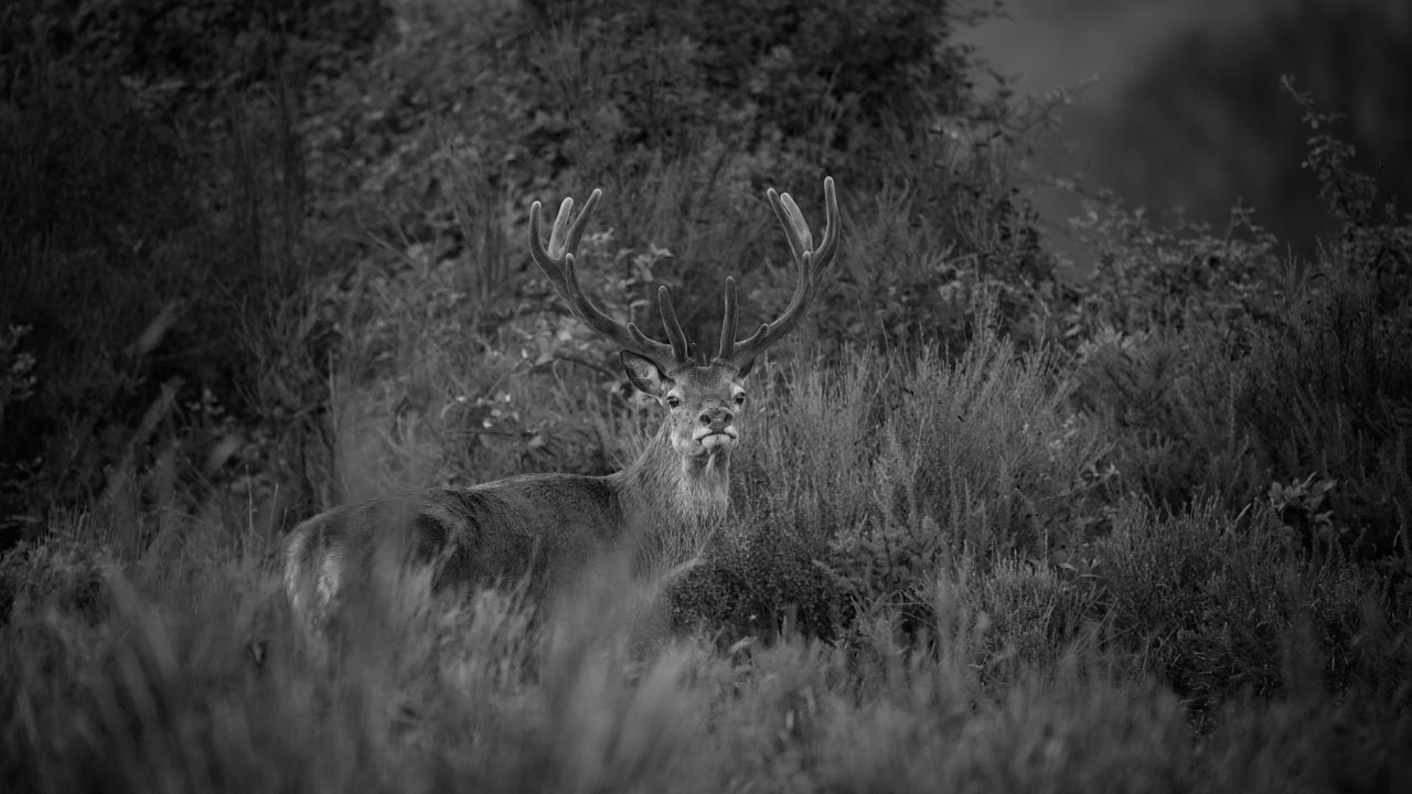 Red Deer Stag in Velvet Antlers. Photograph in black and white by Amar Guillen, photographer artist.