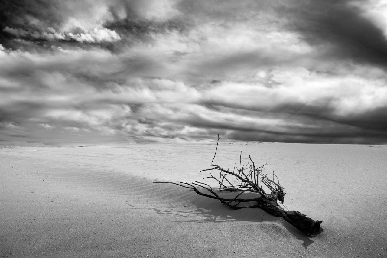 Arbres mort et desséché dans le parc national de White Sand Dunes au Nouveau-Mexique aux Etats-Unis.